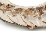 Fossil Mosasaur Skull With Vertebrae - Asfla, Morocco #225275-5